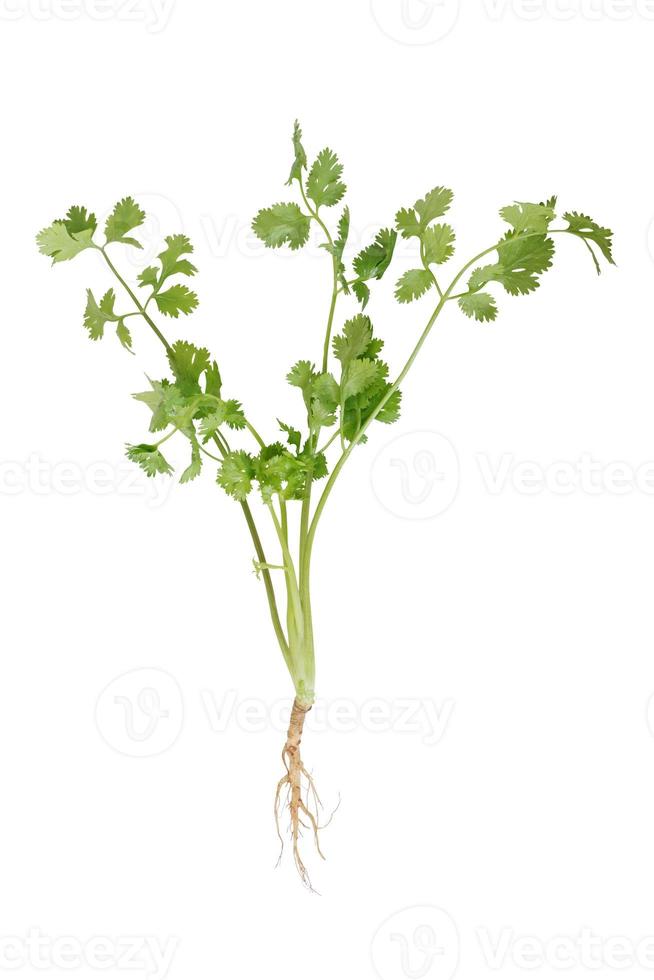 Fresh coriander isolated on white background with clipping path. photo
