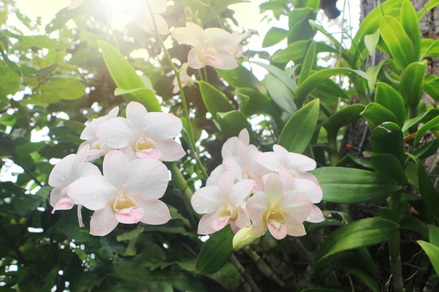 manojo natural de orquídea blanca en el jardín con luz solar. foto