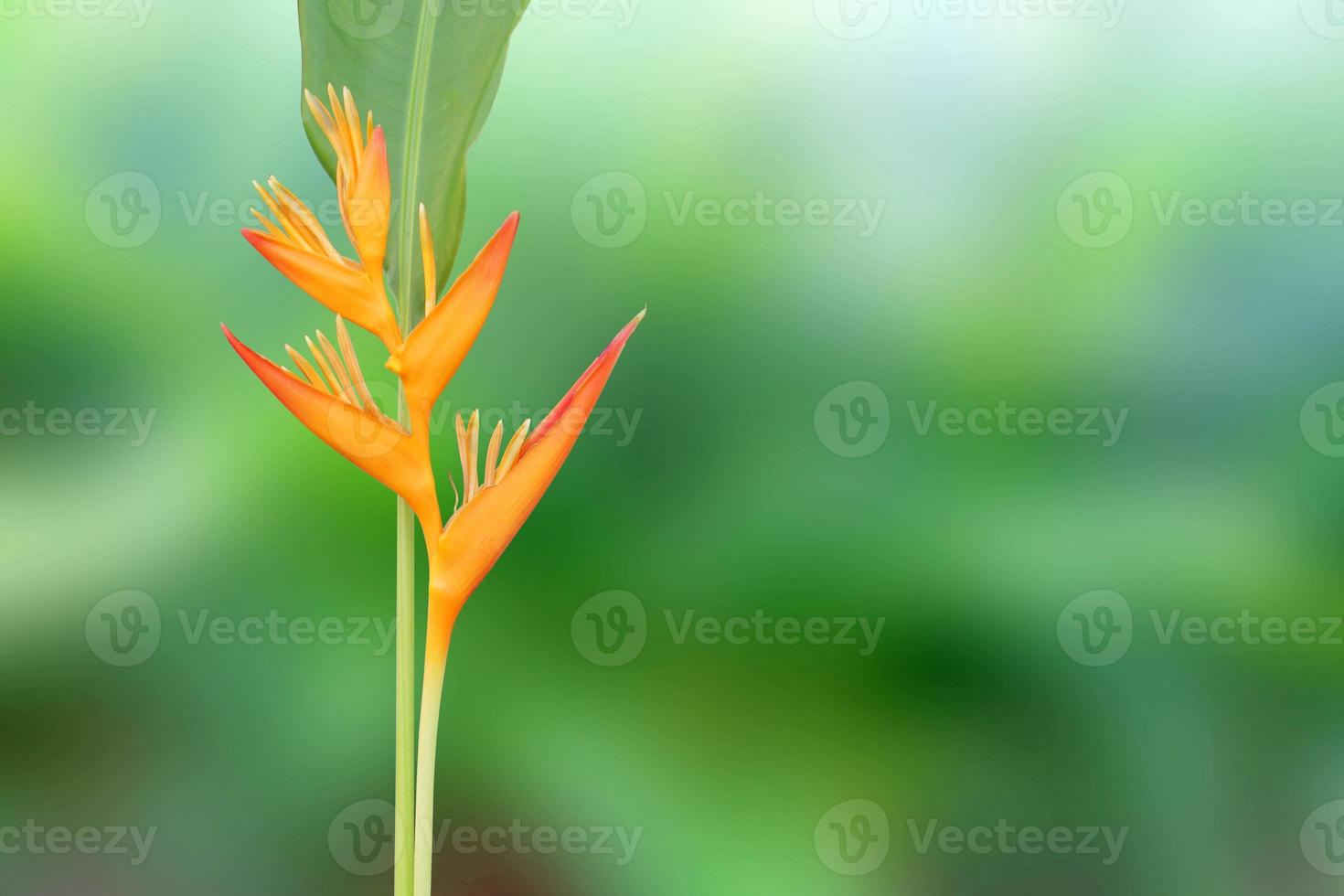 Heliconia flower with green leaf on natural blurred background. photo