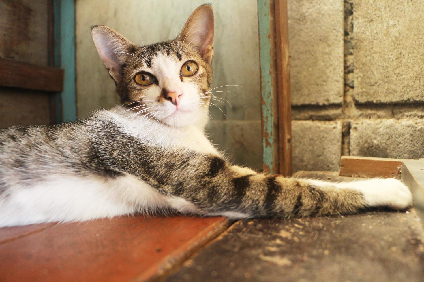 Cat lying on the wooden table and  looking at something. photo