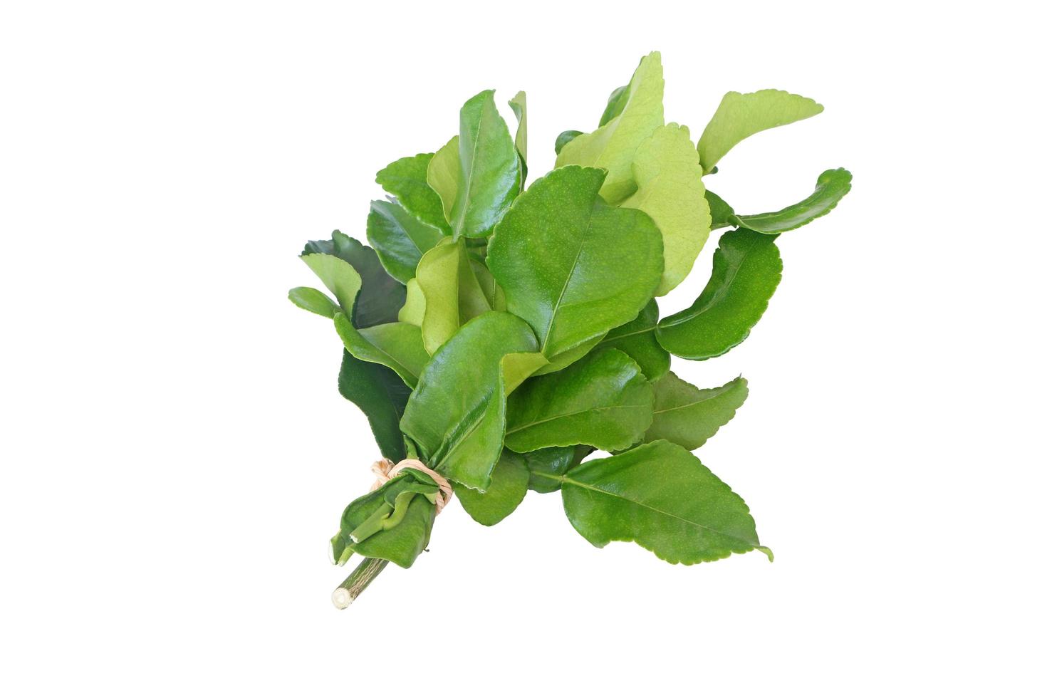 Bunch of bergamot leaves isolated on white background with clipping path. photo