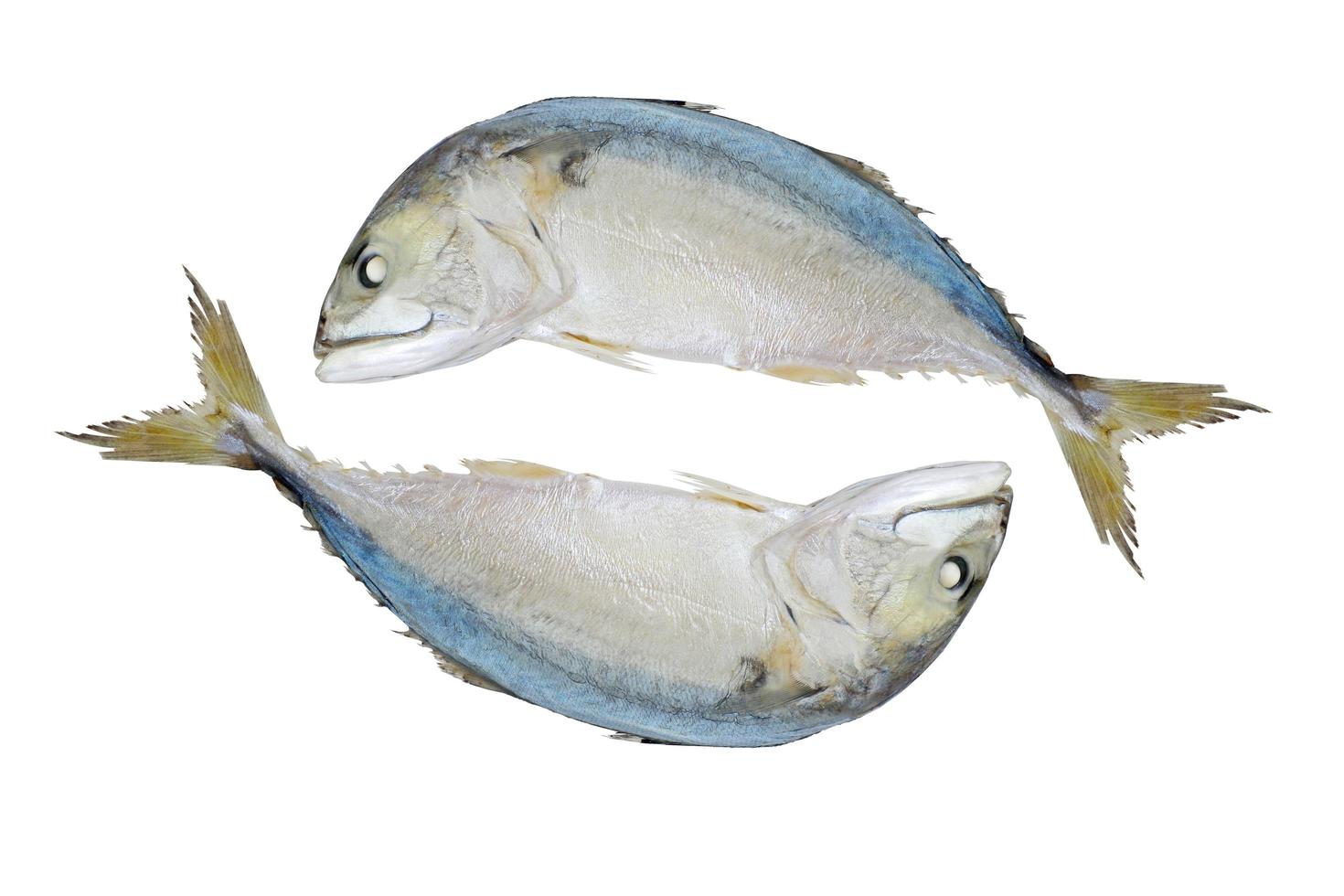 Steamed mackerel isolated on white background with clipping path. photo