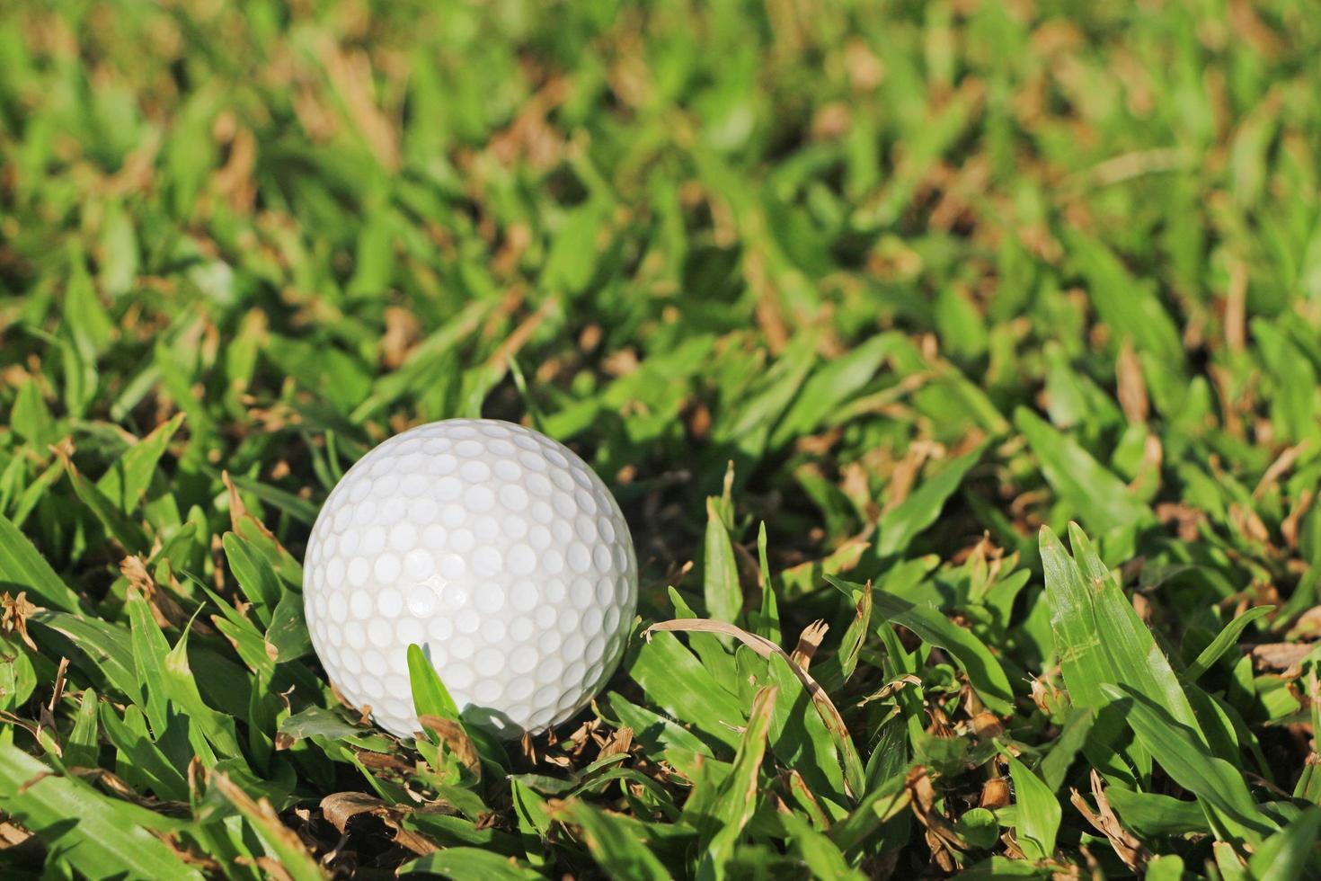 Close up to the golf ball on the green grass. photo