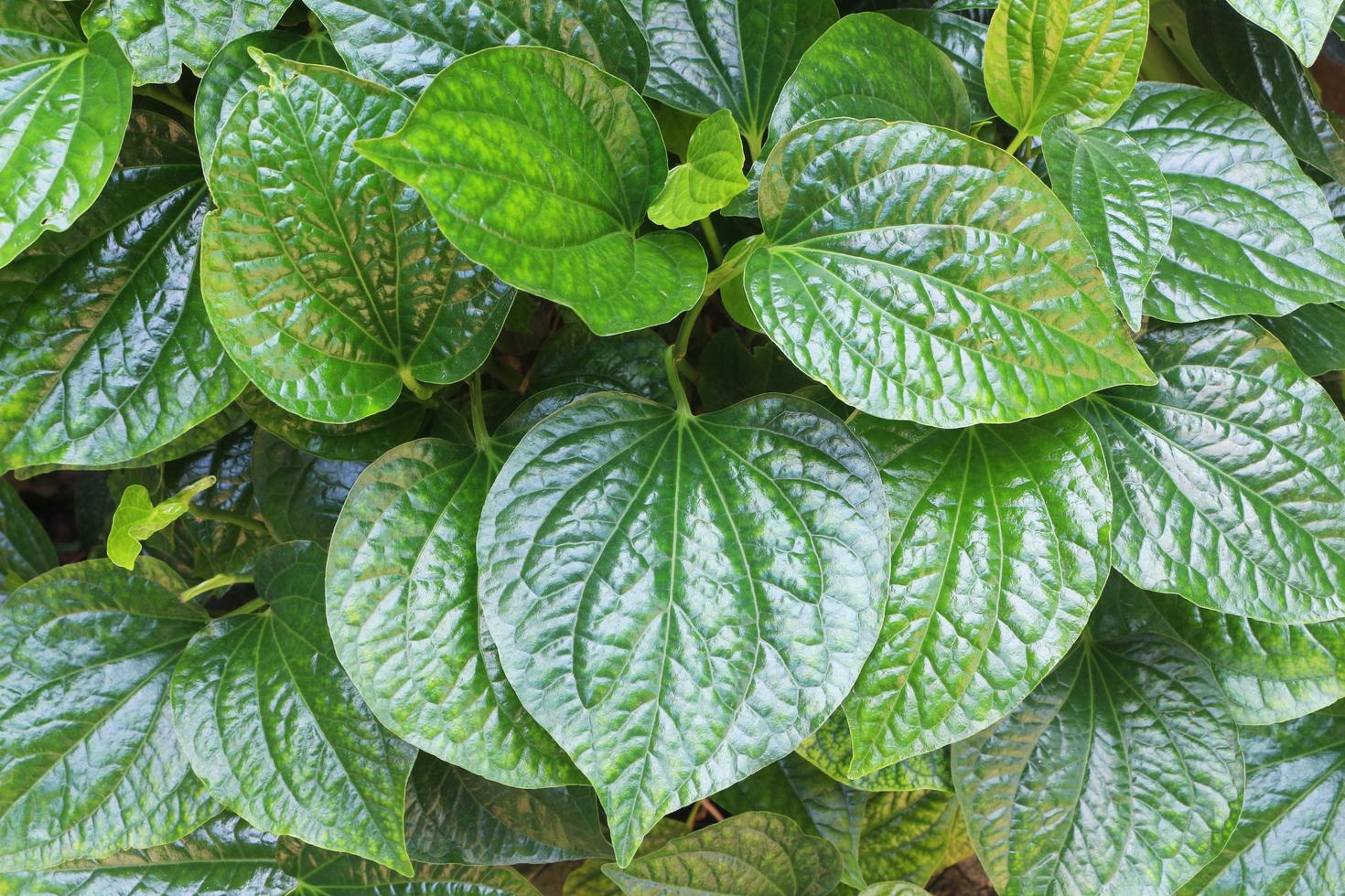 Beautiful Wild Betel LeafBush in the forest. Natural green leaves for background. photo