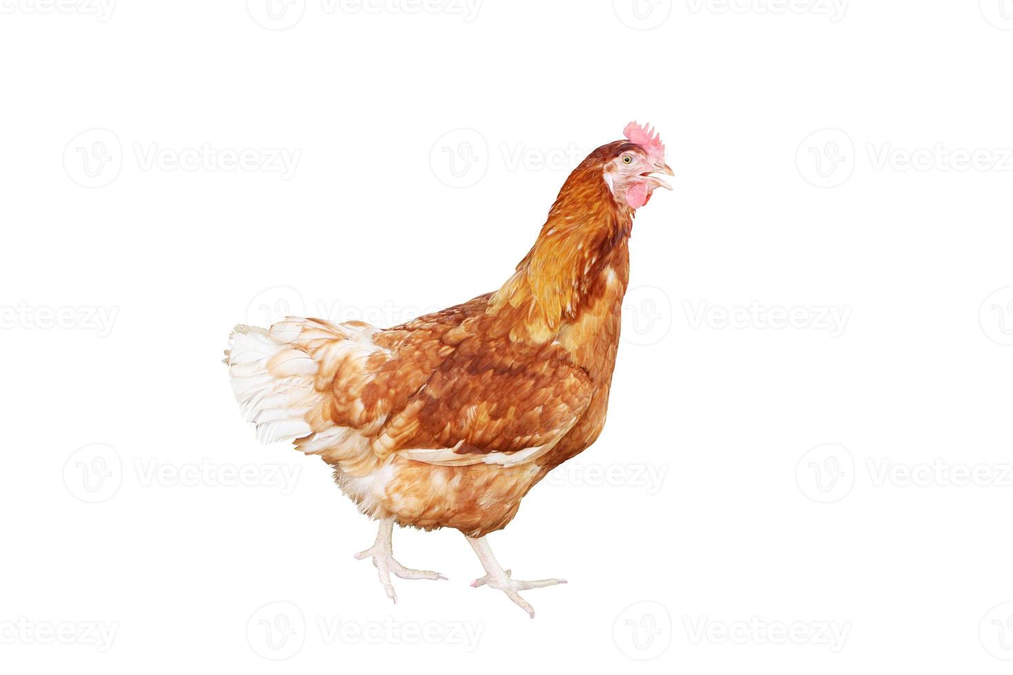 Hen isolated on white background with clipping path. photo