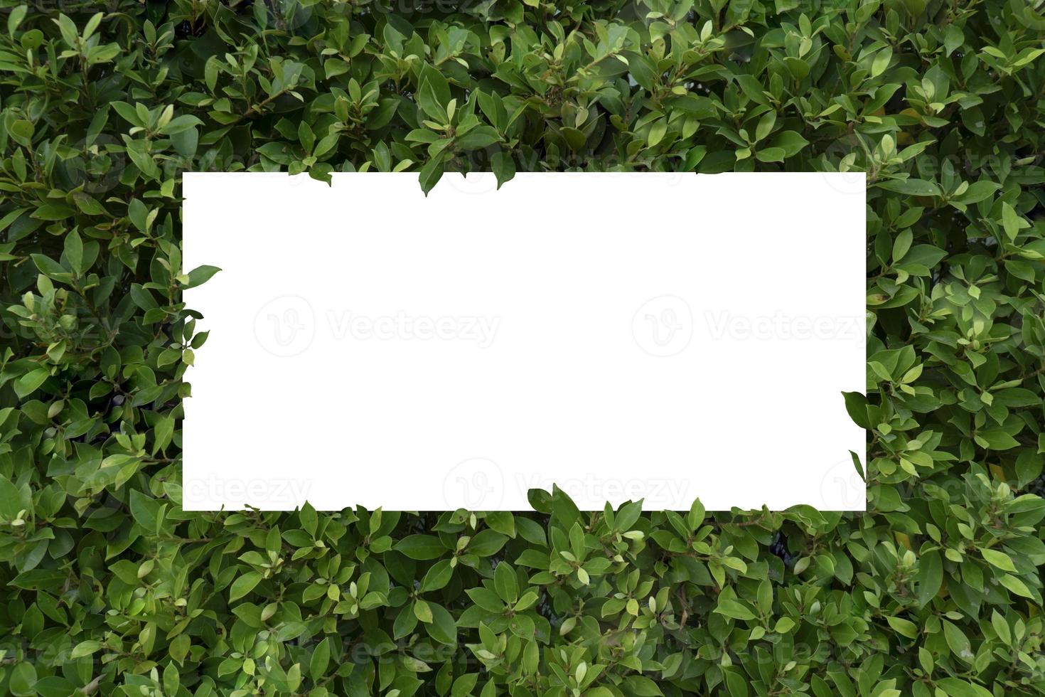 Leaf background And white paper photo