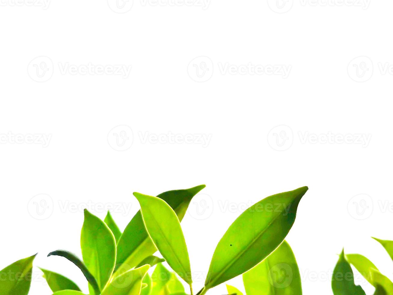 green leaf white background with text holder photo