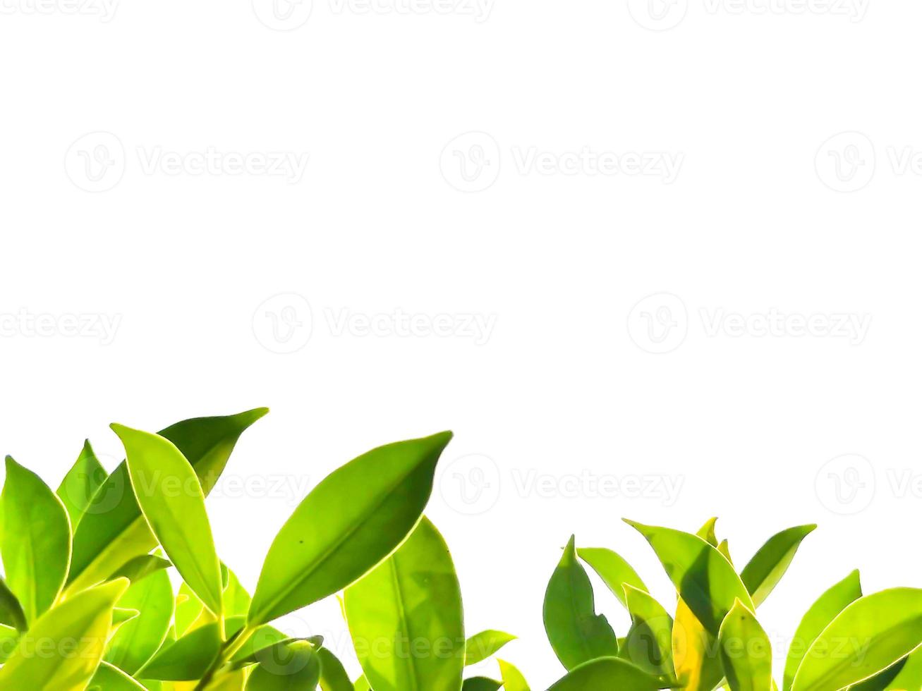 green leaves white background photo