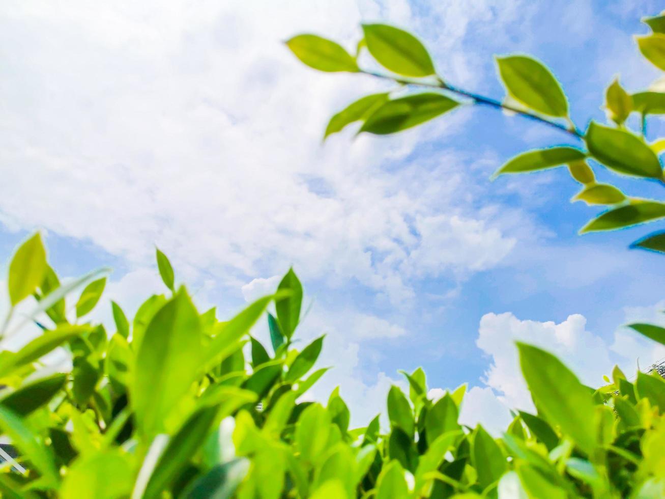 Green leaves, sky and clouds background bright and beautiful photo