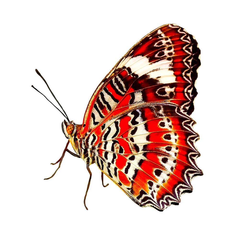 mariposa colorida solitaria sobre un fondo blanco. foto