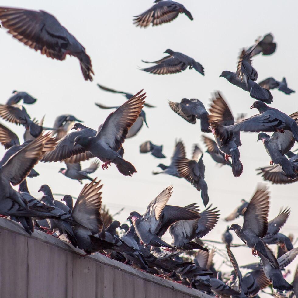 The pigeons in flight, The wild pigeon has light gray feathers. There are two black stripes on each wing. But both wild and domestic birds have a great variety of colors and patterns of feathers. photo