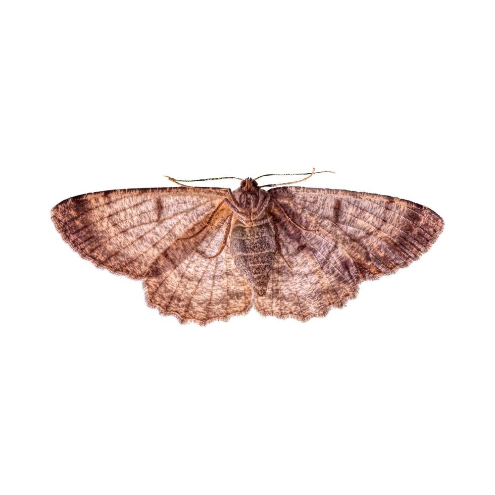 colorful butterfly lonely on a white background. photo