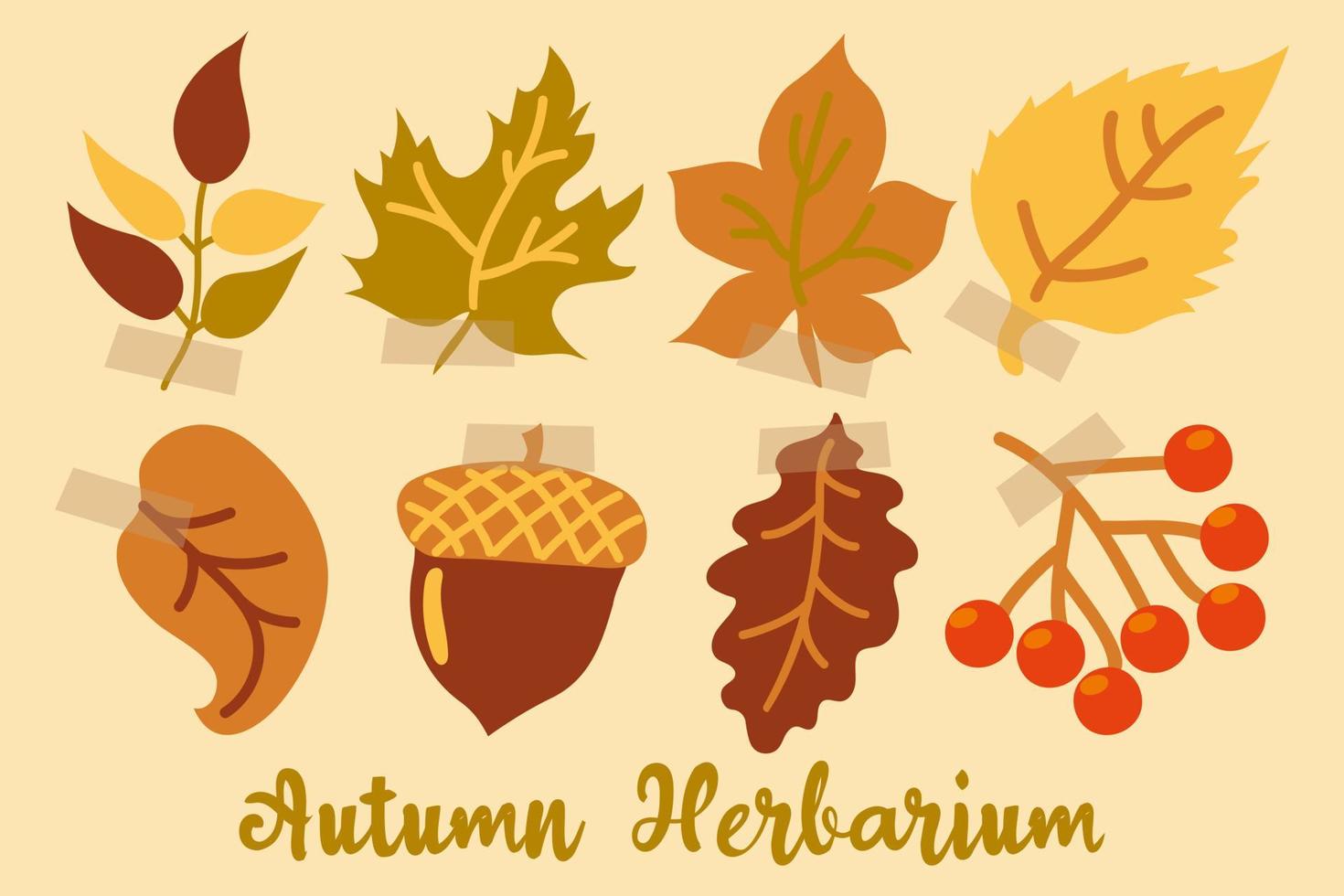 Decorative autumn herbarium with leaves, a branch of berries and an acorn. Autumn leaves. Leaves of oak, maple, ash, birch, rowan and linden branches. Yellow, orange and green. Autumn background. vector