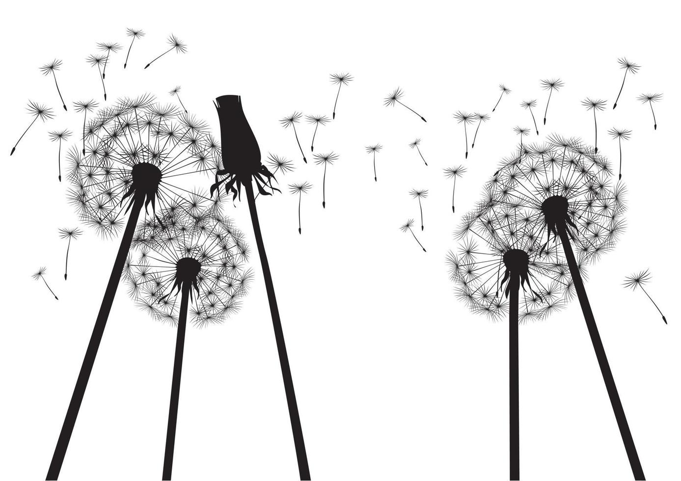 Vector illustration of Dandelions.