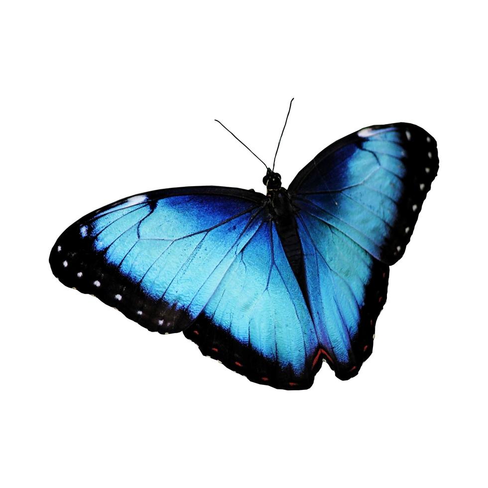 mariposa colorida solitaria sobre un fondo blanco. foto