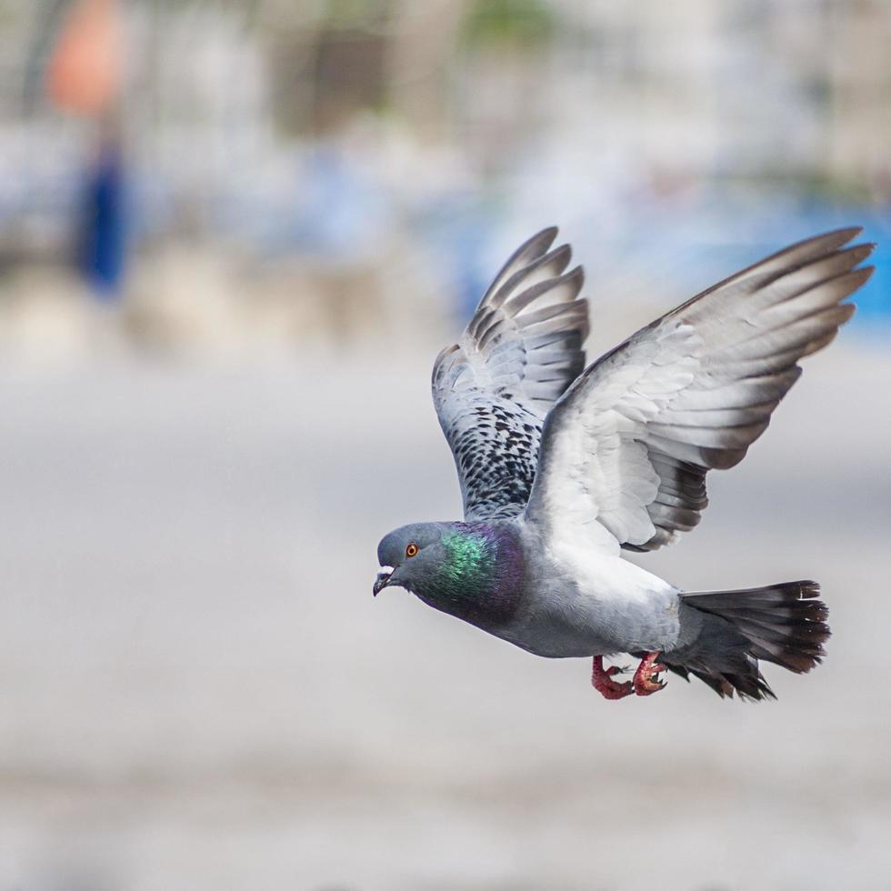 The pigeons in flight, The wild pigeon has light gray feathers. There are two black stripes on each wing. But both wild and domestic birds have a great variety of colors and patterns of feathers. photo