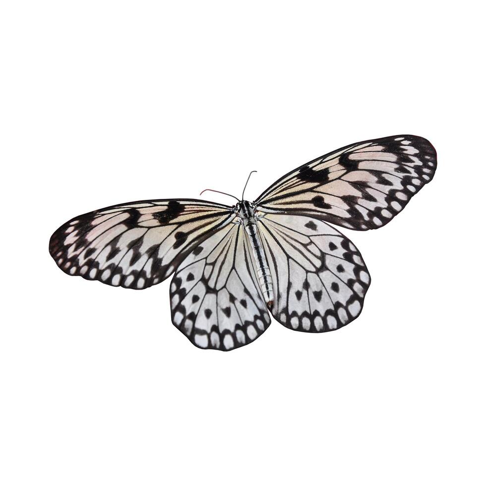 colorful butterfly lonely on a white background. photo