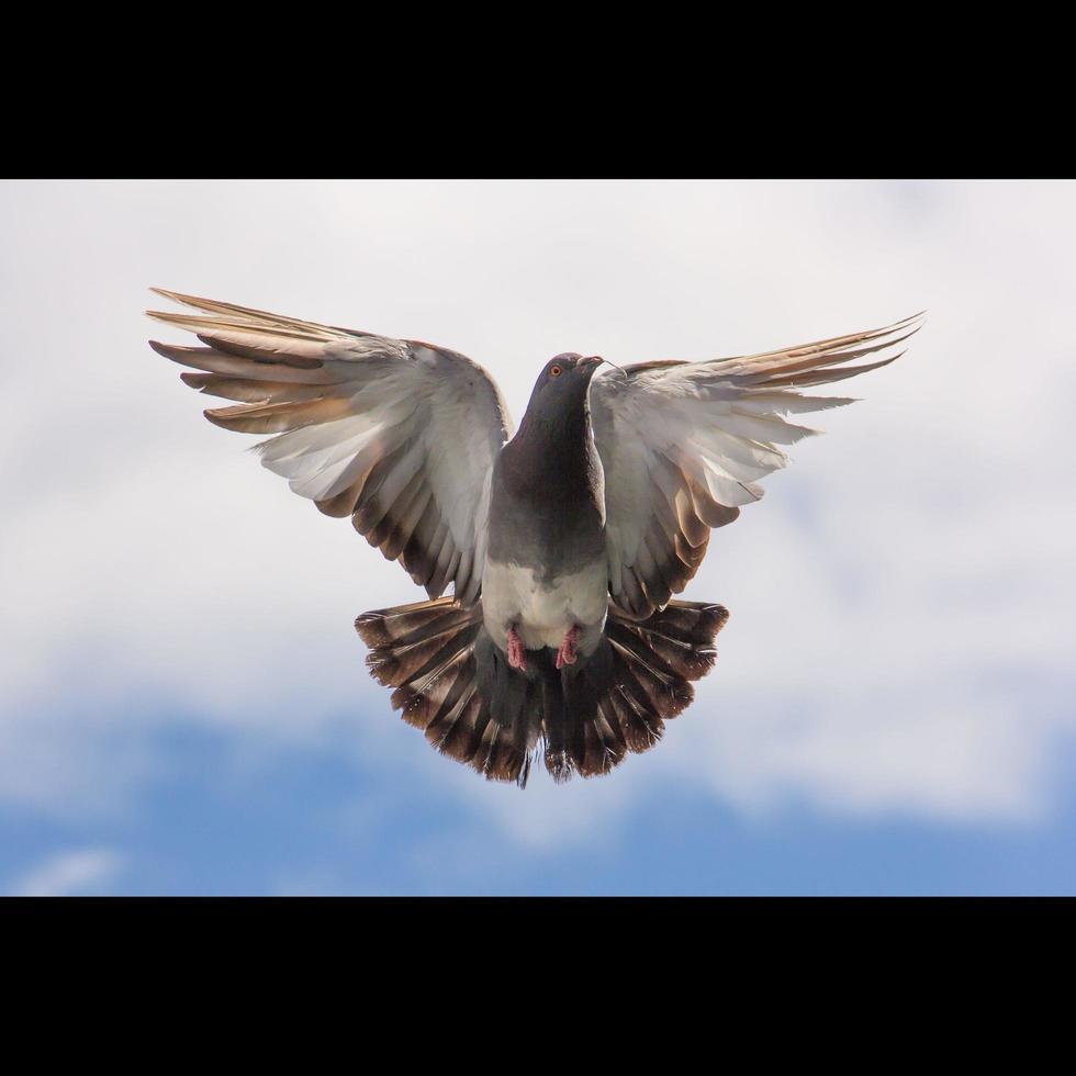 The pigeons in flight, The wild pigeon has light gray feathers. There are two black stripes on each wing. But both wild and domestic birds have a great variety of colors and patterns of feathers. photo