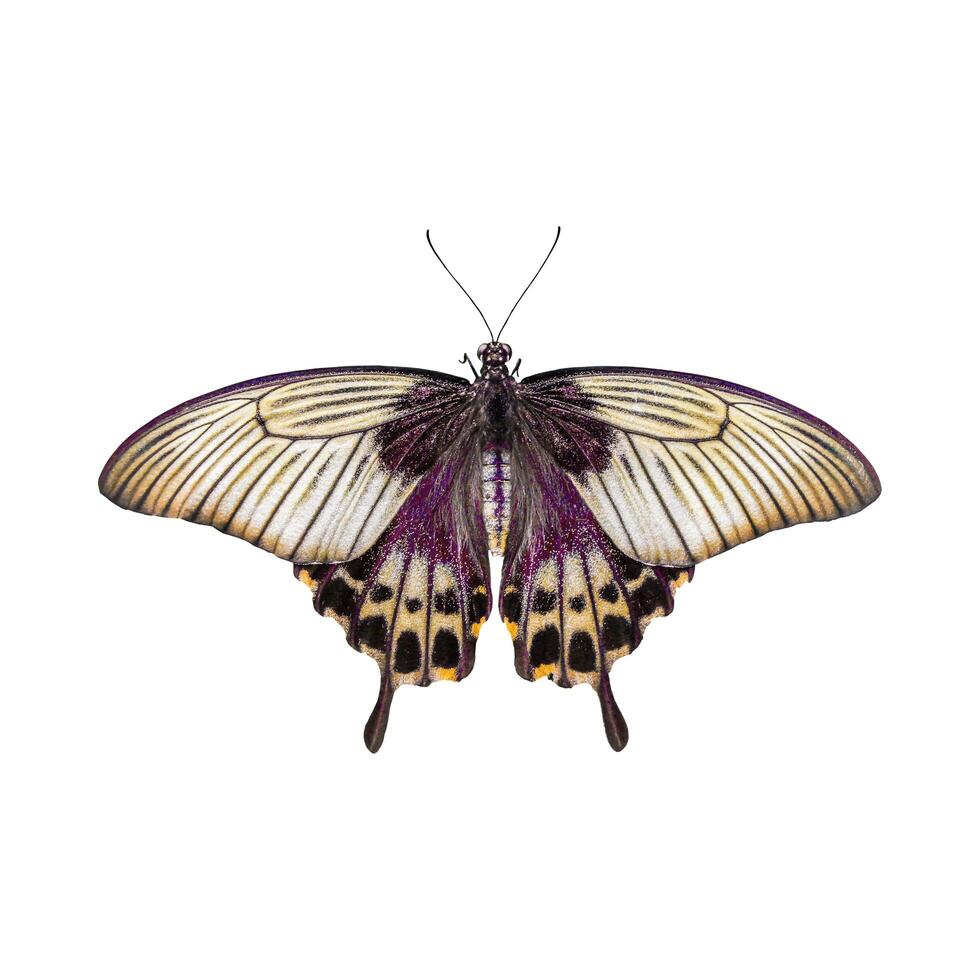 colorful butterfly lonely on a white background. photo