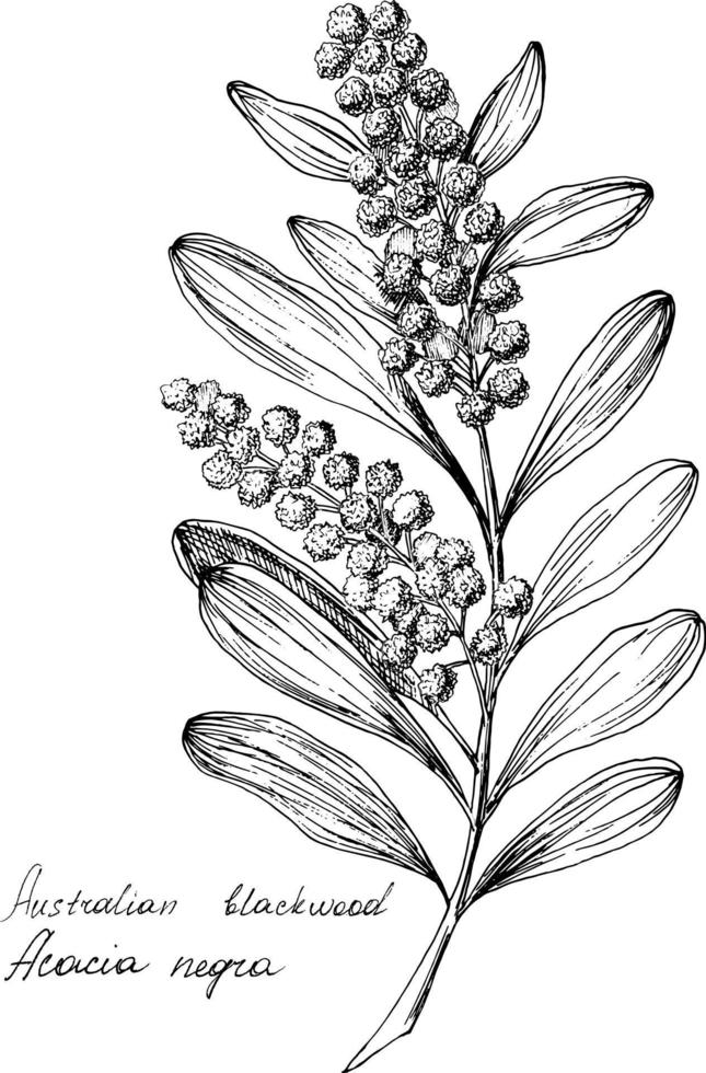 Hand drawn branch of australian blackwood. Black and white ink sketch. Every element is isolated for easy editing. Vector illustration.