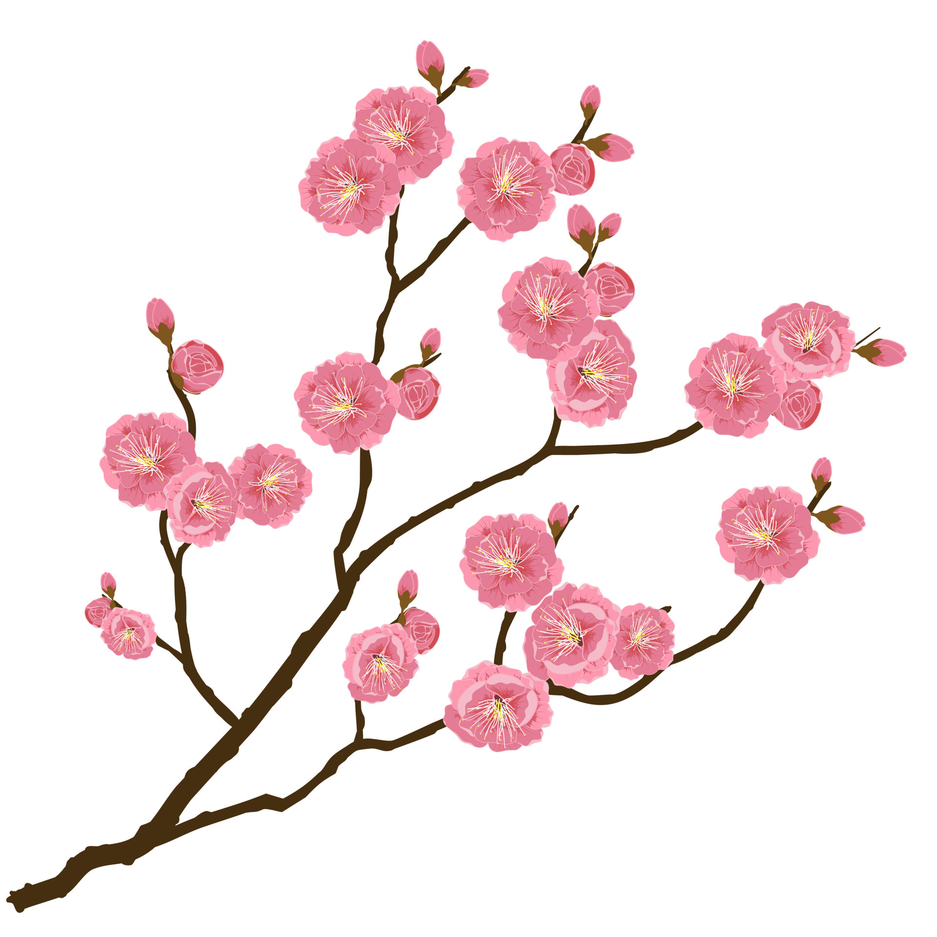 flor de ciruelo, la flor nacional de china. 6762787 Vector en Vecteezy flor de ciruelo, la flor nacional de china. 6762787 Vector en Vecteezy