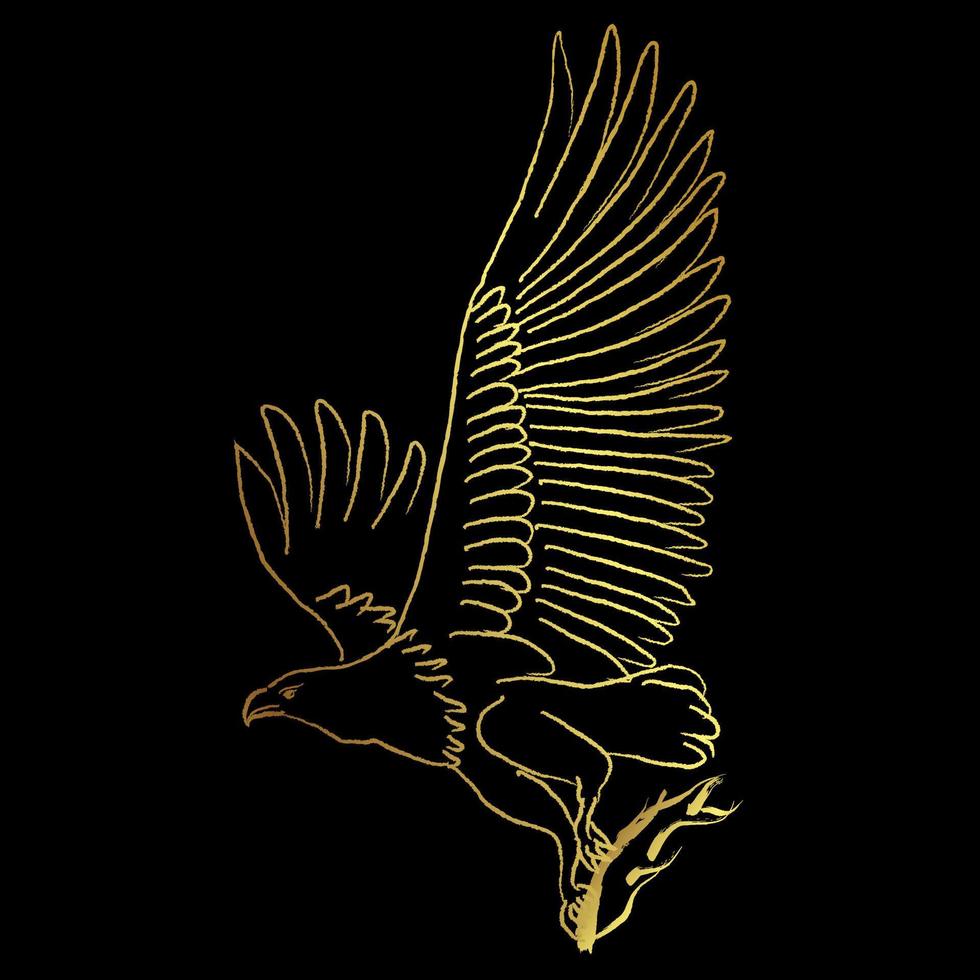 Brahminy kite, Bird with golden sketch over black background vector