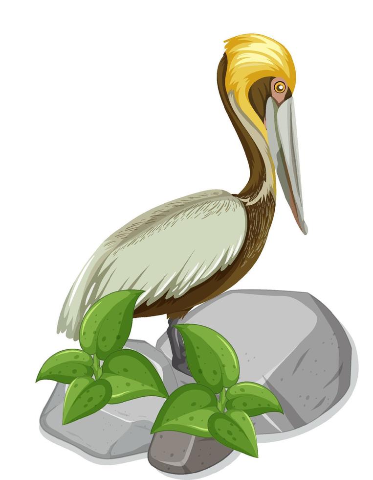 Pelican bird standing on stone vector