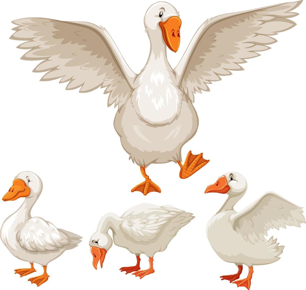 conjunto de patos blancos sobre fondo blanco vector