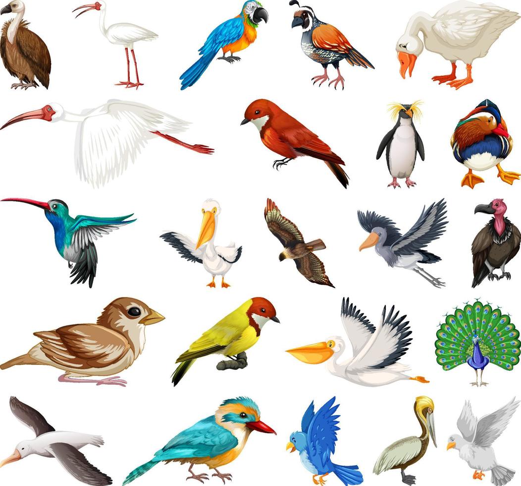 Different kinds of birds collection 6763686 Vector Art at Vecteezy