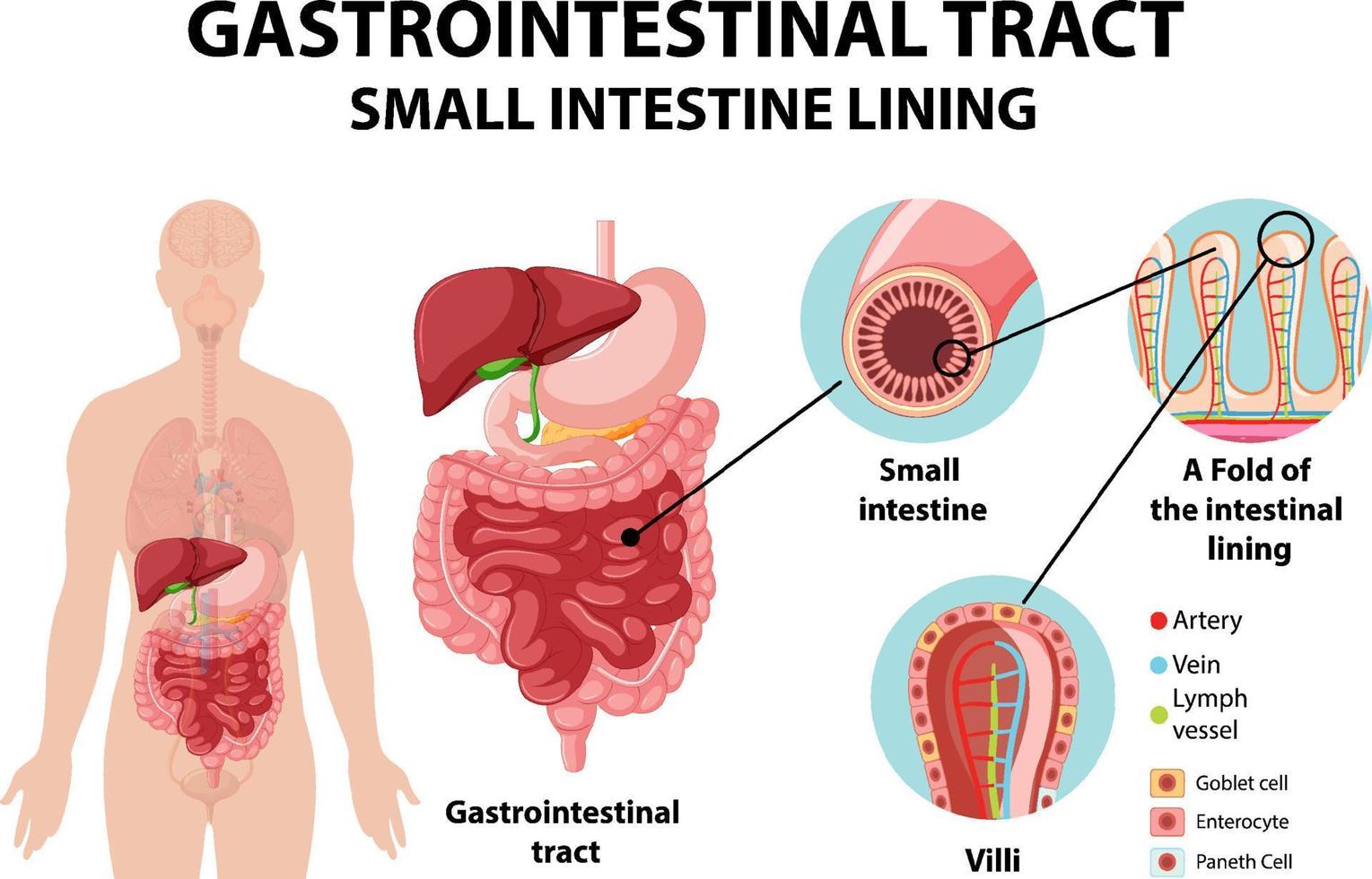 Diagram showing gastrointestinal tract vector