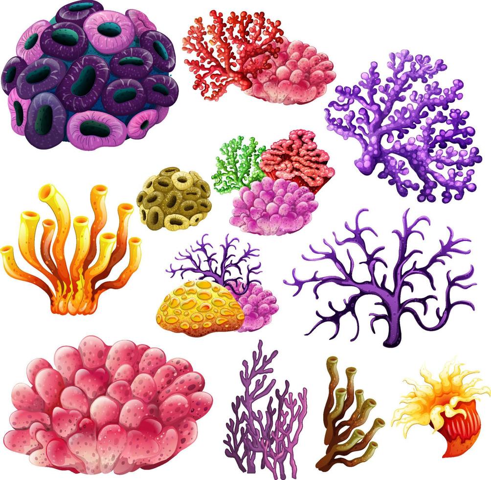 Different types of reef vector