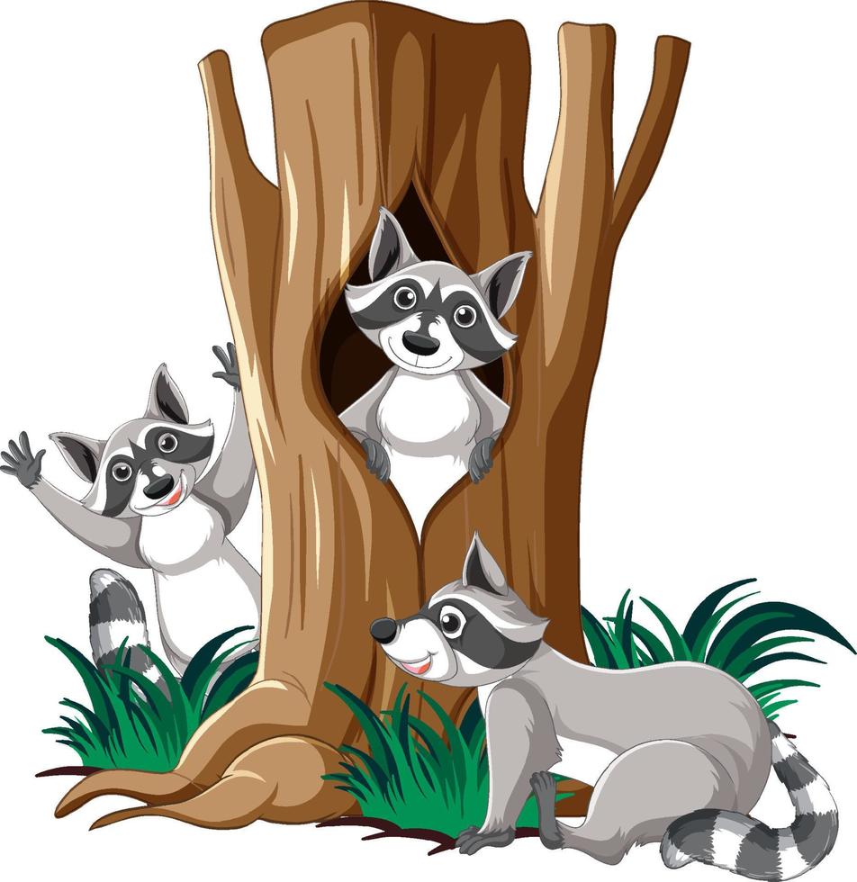 Three raccoons in the garden vector