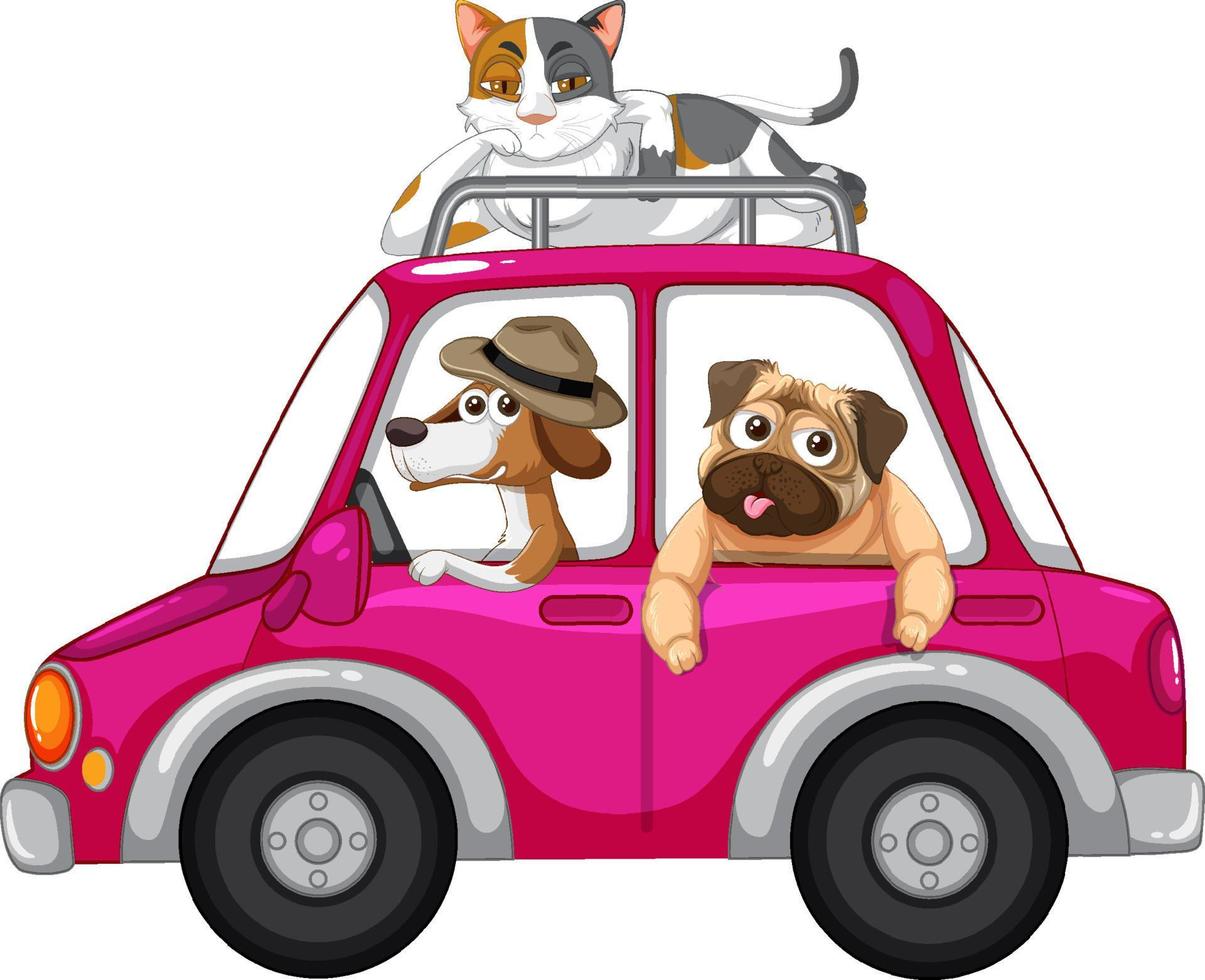 Dogs and cat riding a car on white background vector