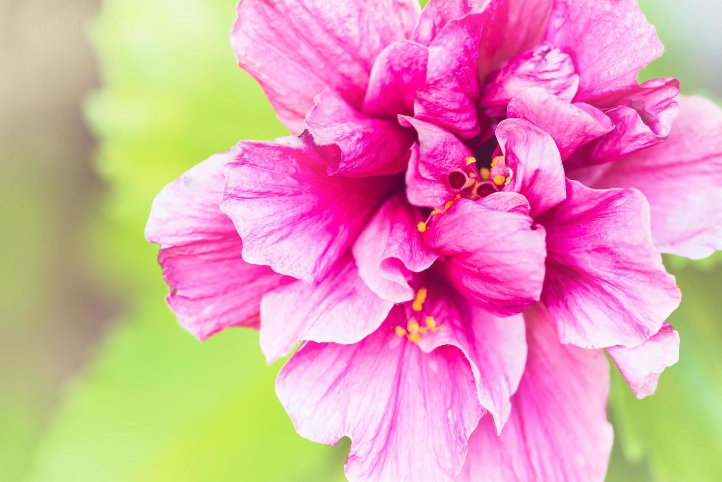 flor de fondo hibisco rosa-sinensis l. foto