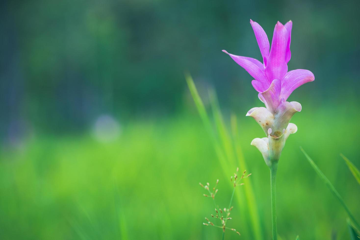 Jardin Parque Jardin De Flores Al Aire Libre Curcuma Sessilis. foto