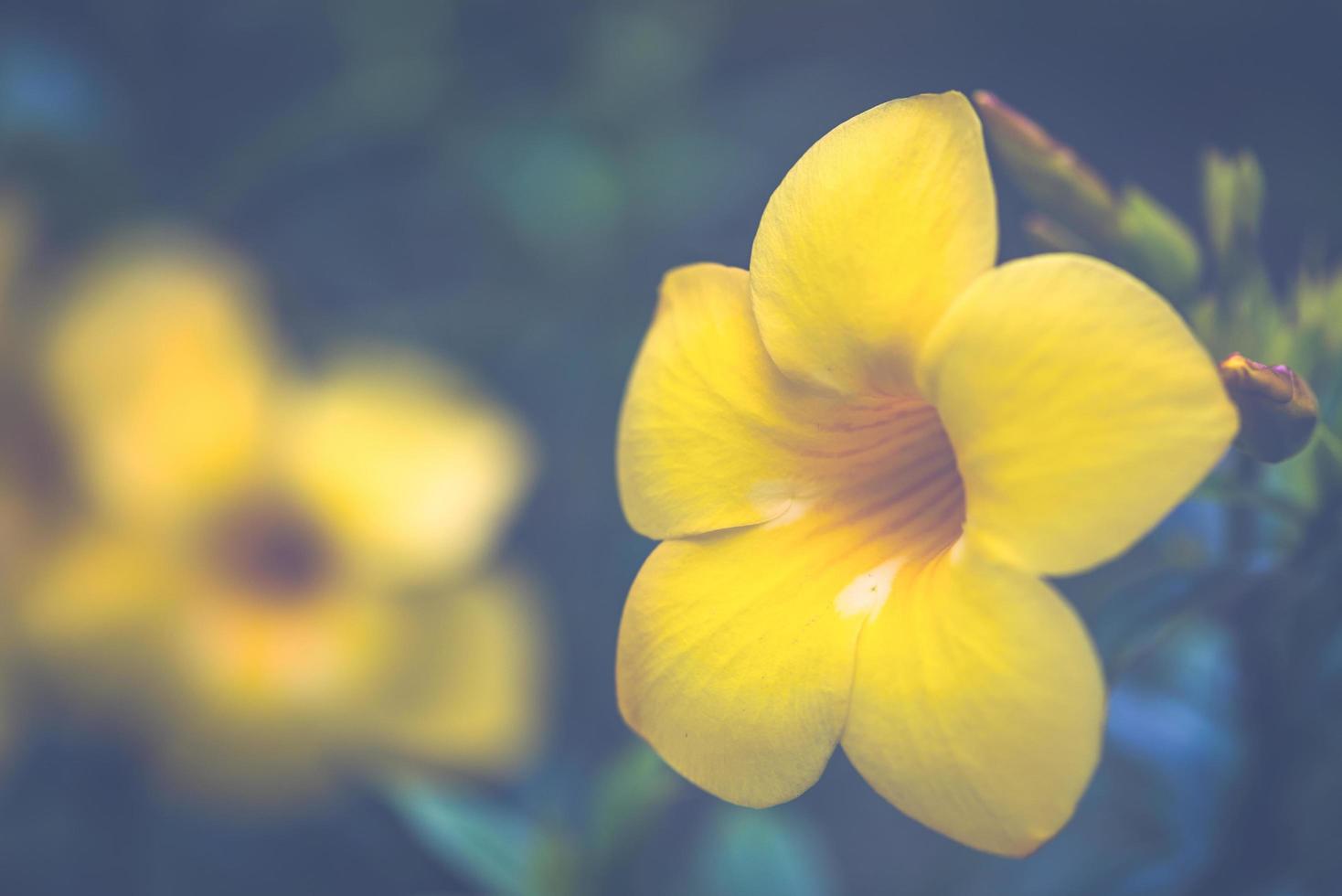 background Flower Allamanda cathartica yellow photo