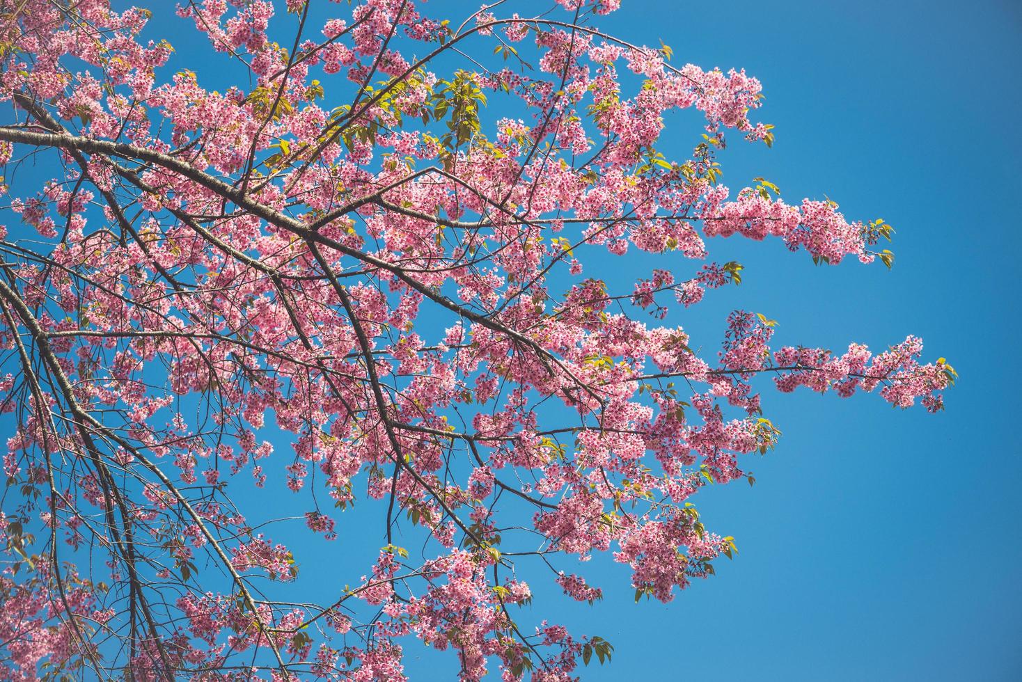 background nature Flower Valentine Prunus cerasoides photo