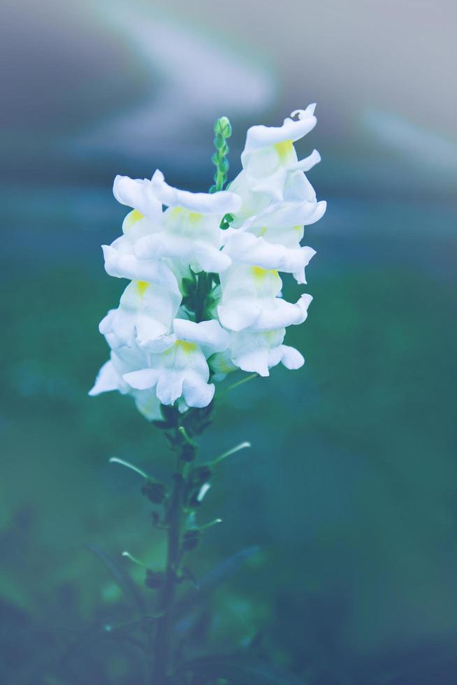 background nature Flower. White flower photo