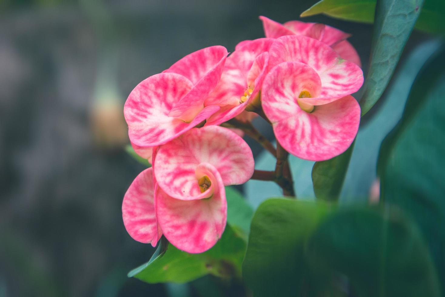 flowers Euphorbia milii Pink flowers photo