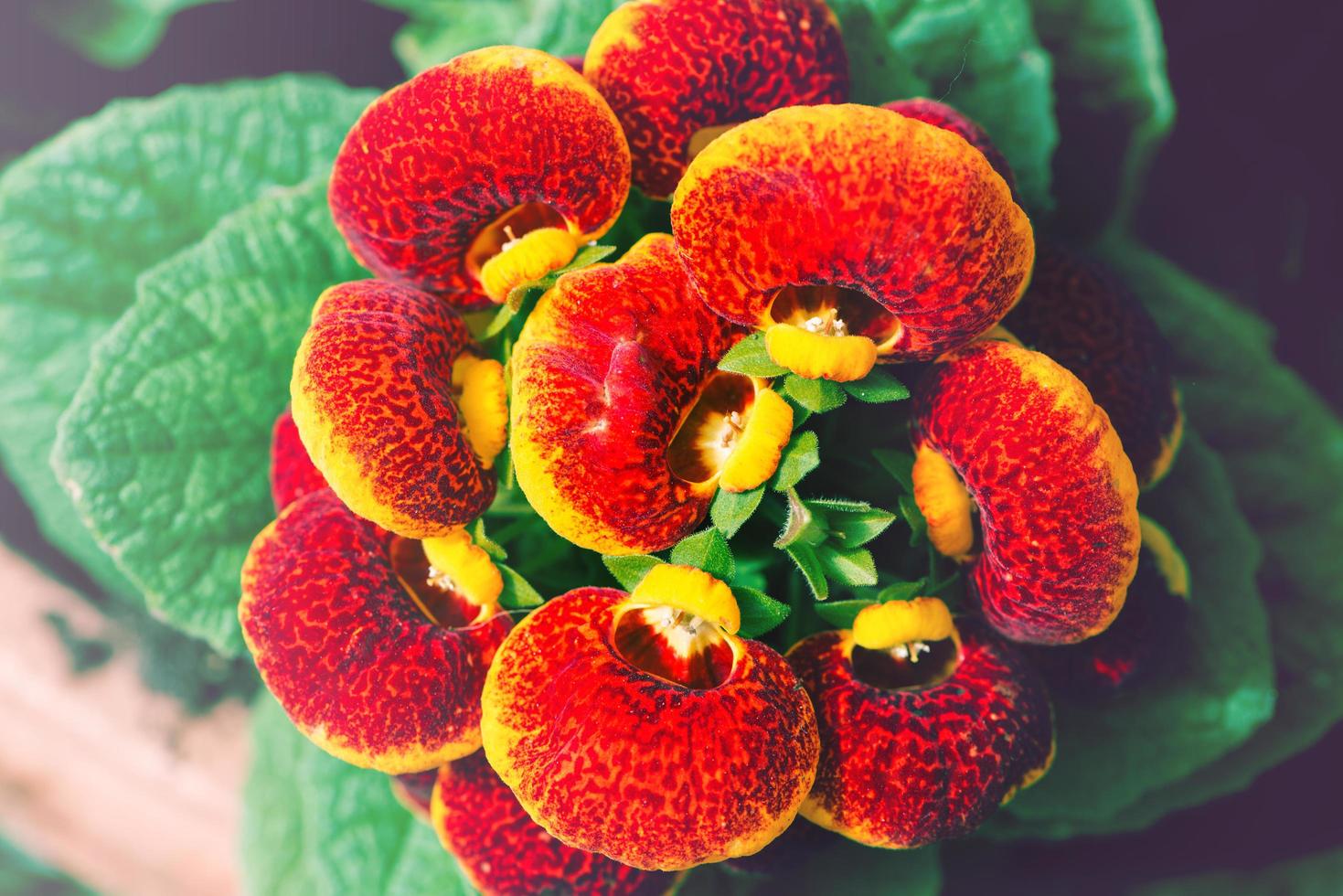 background nature Flower. Red flowers with yellow stripes. photo