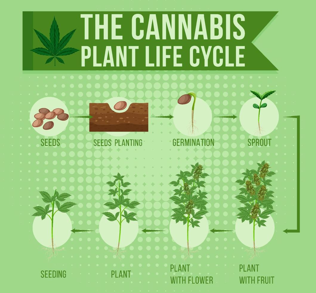 el ciclo de vida de la planta de cannabis vector