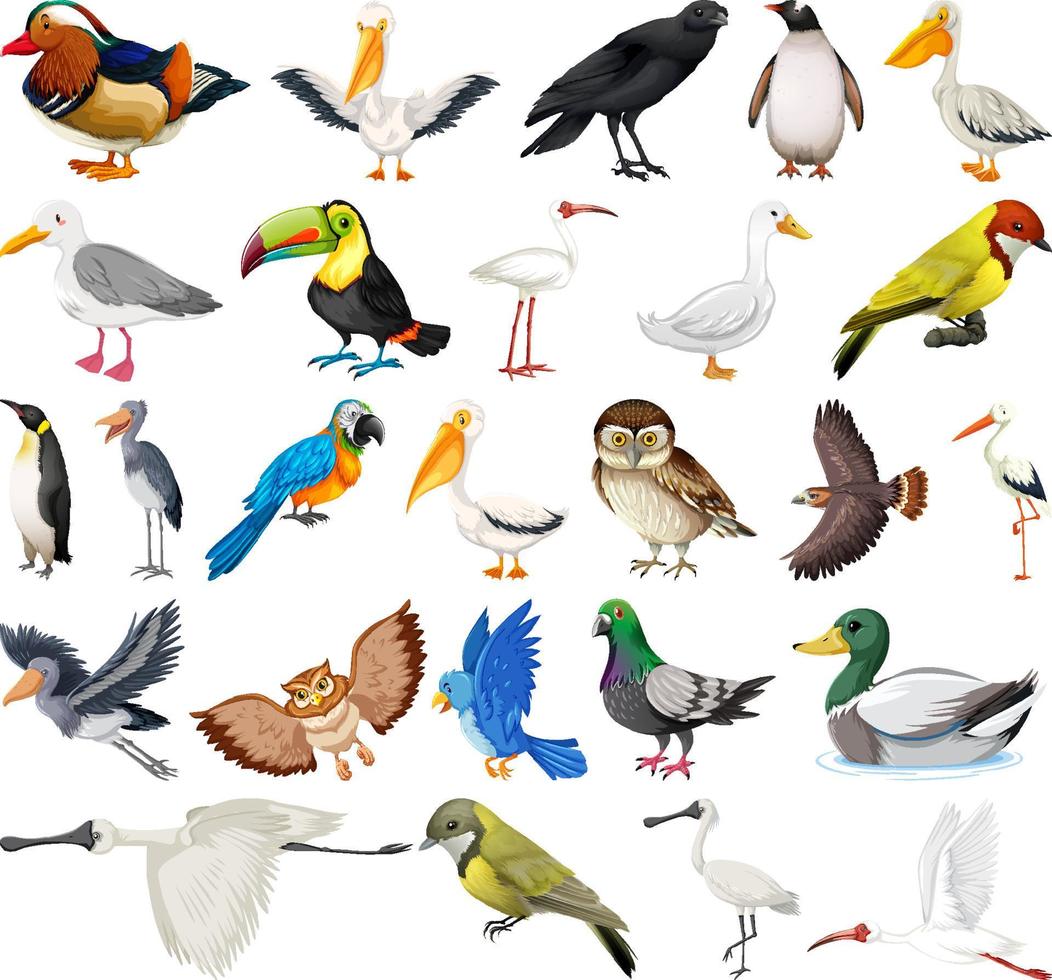 Different kinds of birds collection vector