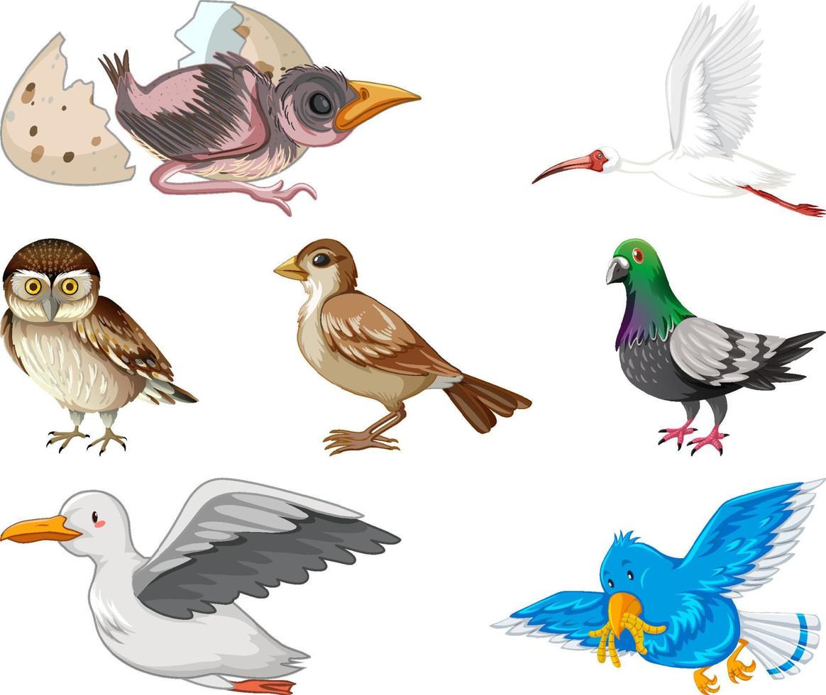 Different kinds of birds collection vector