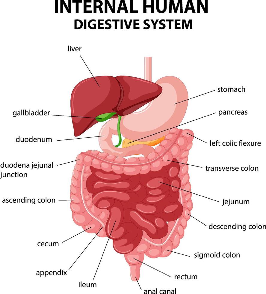 diagrama que muestra el sistema digestivo humano interno vector