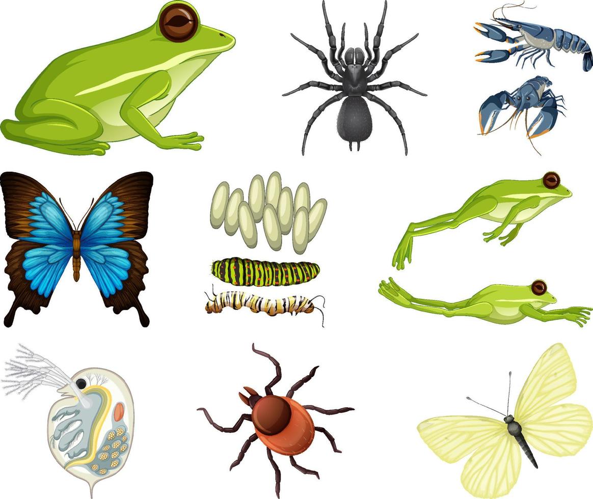 diferentes tipos de insectos y animales sobre fondo blanco vector