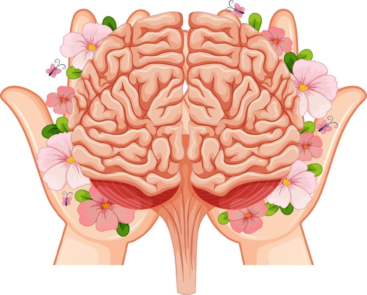 Human brain in hands vector