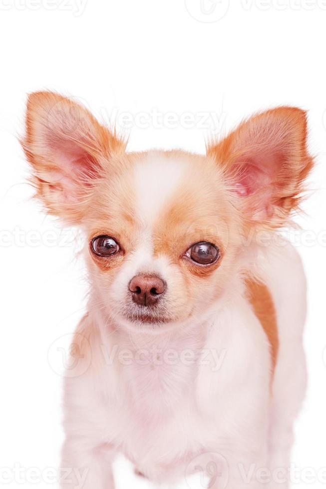 White chihuahua dog with red spots. Cute white puppy. Pet. photo