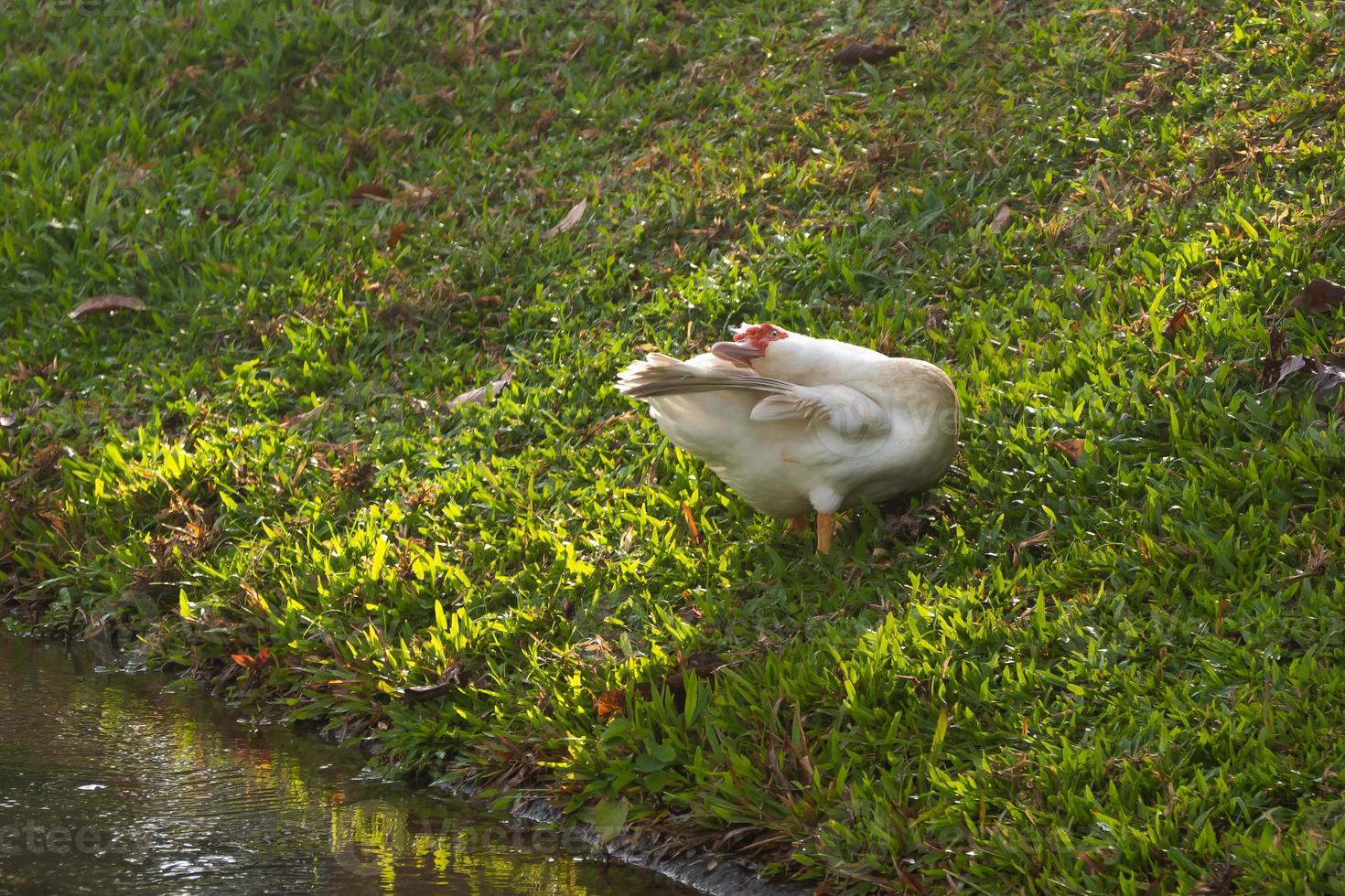 Duck stand next to a pond photo