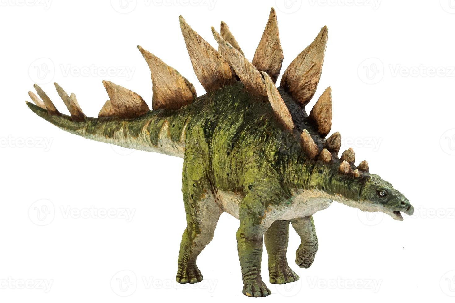 Stegosaurus Dinosaur on isolate background . photo