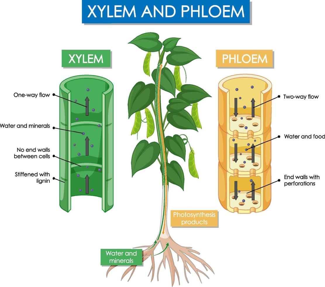 Diagram showing xylem and phloem plant vector